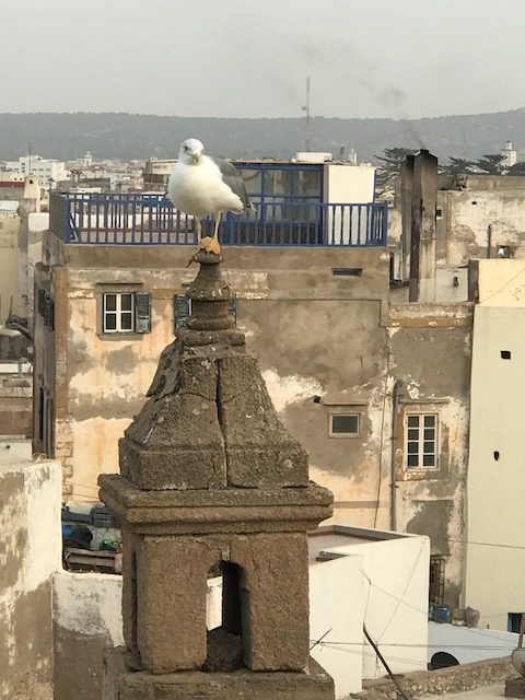Riads-for-sale-Essaouira-riad-for-sale-Essaouira-Essaouira-Realty-Essaouira-real-estate-Immobilier-Essaouira-riad-a-vendre-Essaouira-04.jpg