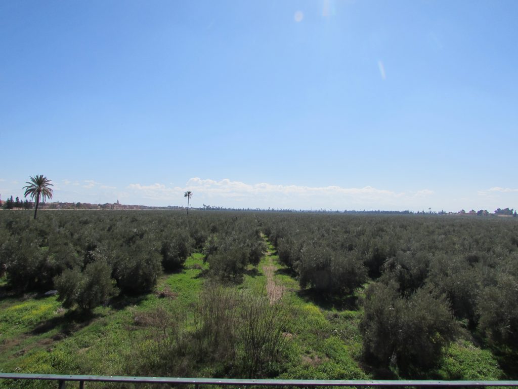 riadmarrakech1